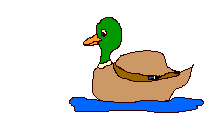A Duck; Actual size=180 pixels wide